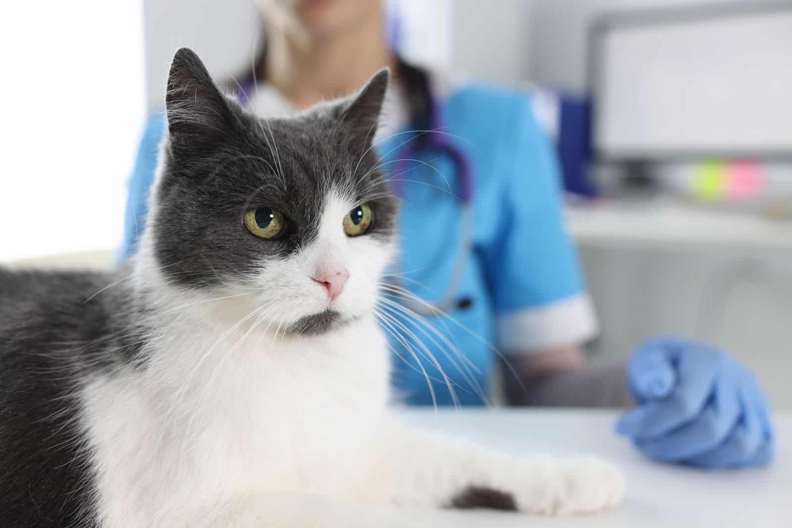 Un gato sentado en una mesa junto a un veterinario.