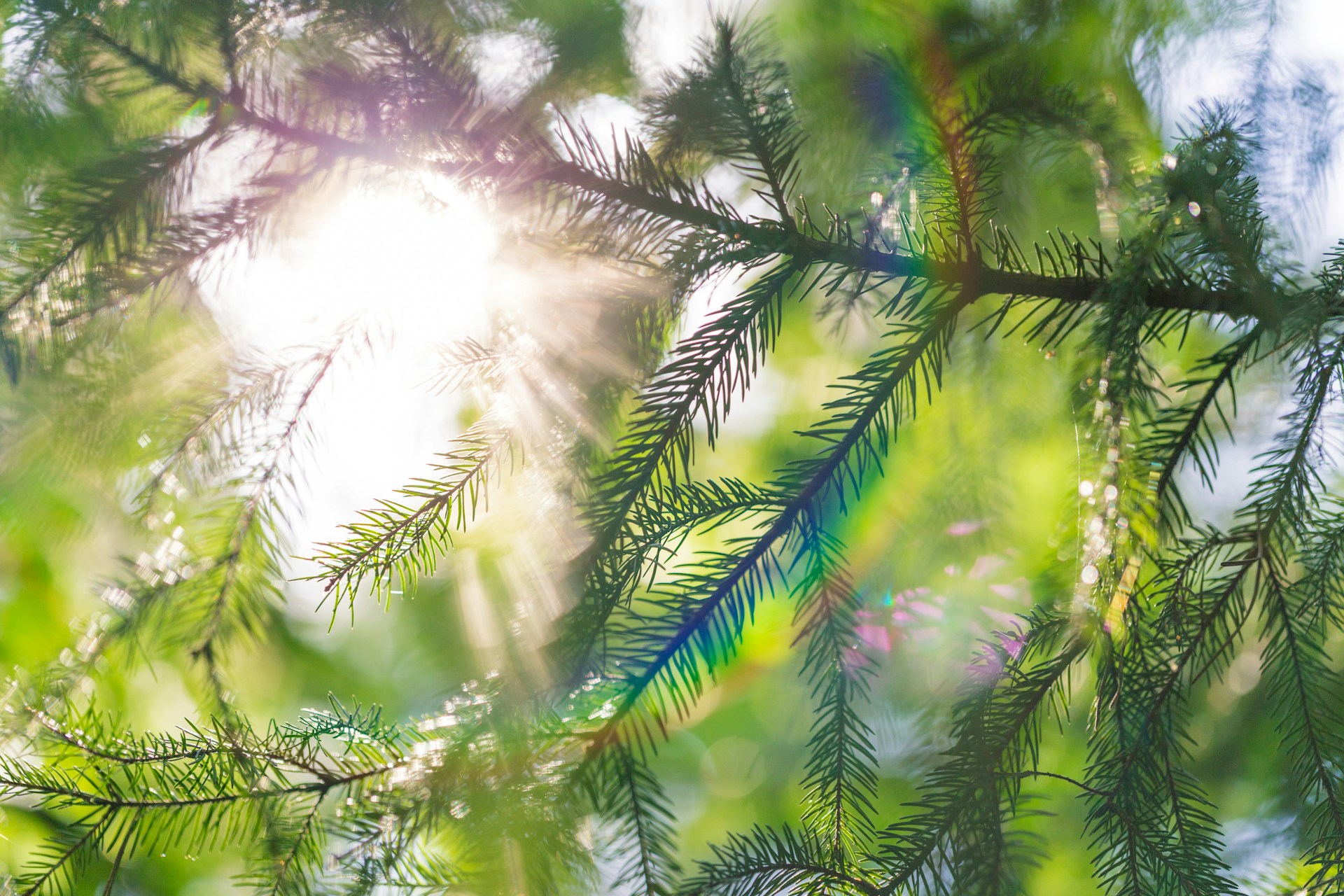 La luz del sol brilla a través de las ramas de un pino, creando un brillo suave y un efecto de arco iris siempre verde entre las agujas.